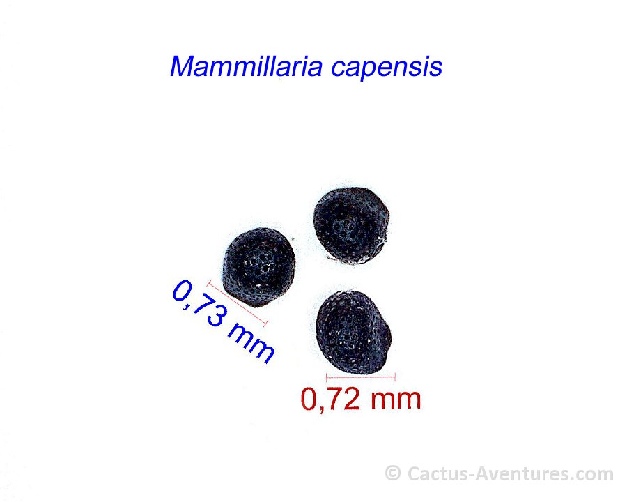 Mammillaria capensis, Bahia de los Muertos, BCS, Mexico JM